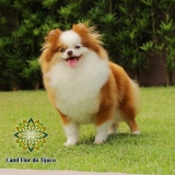 cão lulu da pomerânia filhote chocolate Trindade do Sul