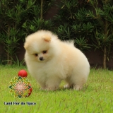 cão lulu da pomerânia filhote creme Leblon