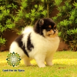 cão lulu da pomerânia filhote fêmea Chapadinha