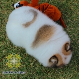 cão lulu da pomerânia filhote macho ITAIPULANDIA