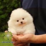 cão lulu da pomerânia filhote preto São Miguel dos Campos