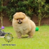 cão lulu da pomerânia laranja anão Ametista do Sul