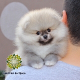 cão lulu da pomerânia laranja fêmea Bom Princípio