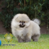 cão lulu da pomerânia laranja macho Assu