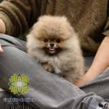 cão lulu da pomerânia laranja micro Água Boa