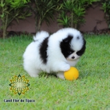 cão lulu da pomerânia preto e branco Japorã