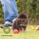 cão lulu da pomerânia preto micro Pacaraima