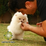 cão spitz alemão branco fêmea Pitanga