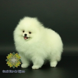 cão spitz alemão branco pequeno São Francisco de Paula