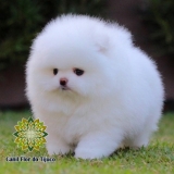 cão spitz alemão cor branca Augustinópolis