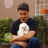 cão spitz alemão creme anão Piratuba