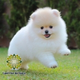 cão spitz alemão creme filhote Jardins