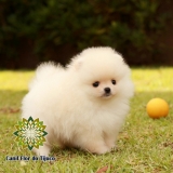 cão spitz alemão creme mini Autazes