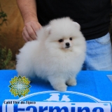 cão spitz alemão creme Caxias