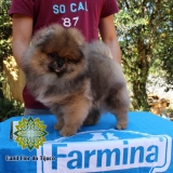 cão spitz alemão laranja anão Vila Pavão