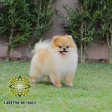 cão spitz alemão laranja fêmea Três Lagoas