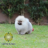 cão spitz alemão laranja micro Madureira