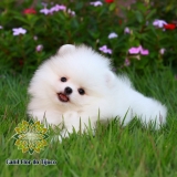 cão spitz alemão macho branco Jardins