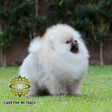 cão spitz alemão macho laranja Pacaraima