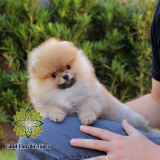 cão spitz alemão macho mini Pirapora do Bom Jesus