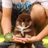 cão spitz alemão mini filhote Almirante Tamandaré do Sul