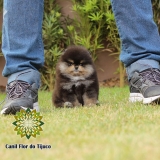 cão spitz alemão preto micro São Miguel dos Campos