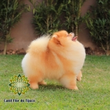 custo de spitz alemão mini macho Caieras