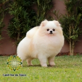 loja de lulu da pomerânia creme e branco Plácido de Castro