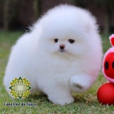 lulu da pomerânia branco filhote Cotia