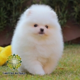 lulu da pomerânia branco macho preços Augustinópolis