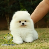 lulu da pomerânia branco mini Manaus