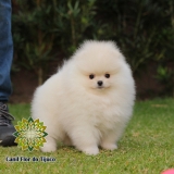 Lulu da Pomerânia Branco Macho