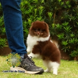 lulu da pomerânia chocolate e branco M'Boi Mirim