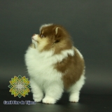 lulu da pomerânia chocolate macho valores Pacatuba