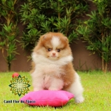 lulu da pomerânia chocolate macho São Miguel dos Campos