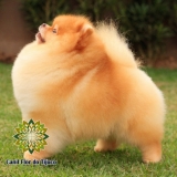 lulu da pomerânia chocolate peludo valores Goianésia