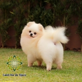 lulu da pomerânia creme adulto Jaraguá do Sul