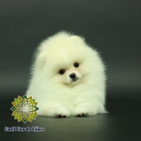 lulu da pomerânia creme mini preço Cametá