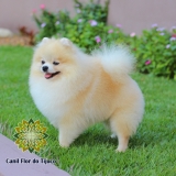 lulu da pomerânia creme Campo bom