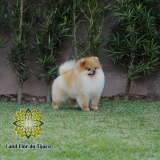 lulu da pomerânia laranja micro Macau