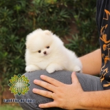 Lulu da Pomerânia Mini Macho