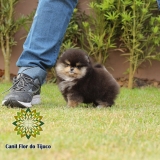 lulu da pomerânia mini preto São Paulo de Olivença