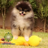 lulu da pomerânia preto fêmea orçamento Cametá