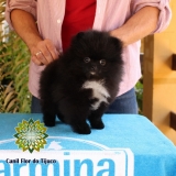 lulu da pomerânia preto micro Palotina