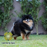 Lulu da Pomerânia Preto Anão