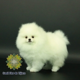 onde comprar lulu da pomerânia branco mini Manaus