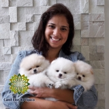 onde compro lulu da pomerânia mini creme Jardins