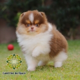 onde encontro lulu da pomerânia chocolate e branco Taboão da Serra