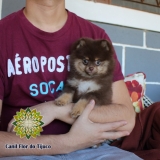 onde encontro lulu da pomerânia chocolate micro Metropolitana de Curitiba