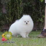 onde vende spitz alemão branco mini Betim